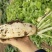 肥田萝卜种子田园种植绿肥用四季可种植饲养家畜易种植批发按