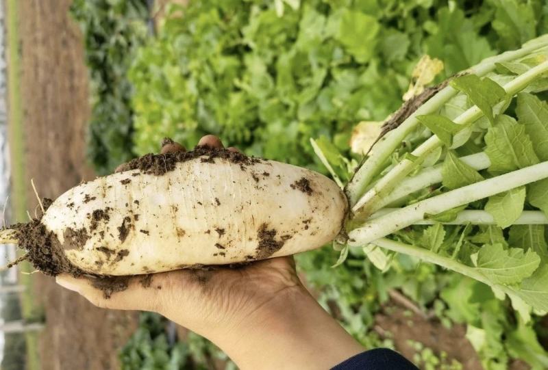肥田萝卜种子田园种植绿肥用四季可种植饲养家畜易种植批发按