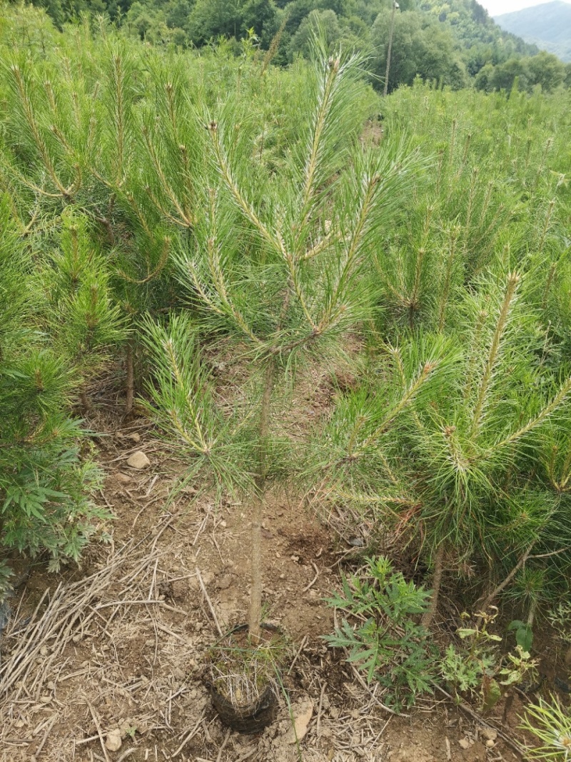 80公分起步营养杯油松，一米起步油松