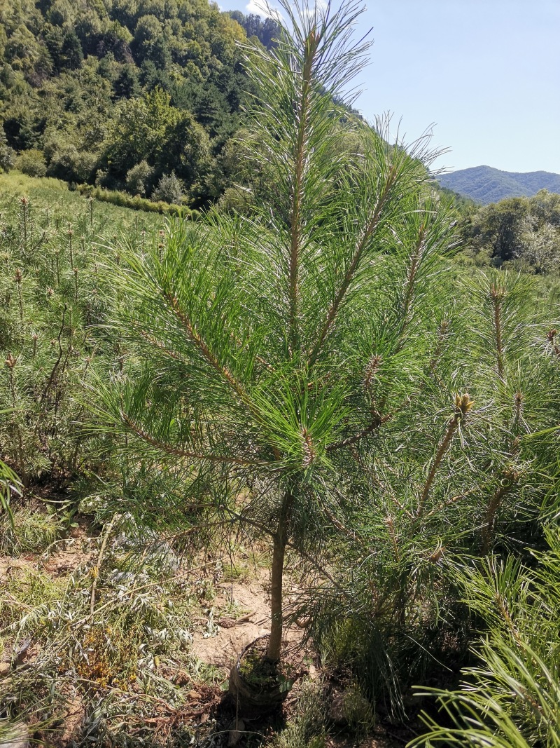 80公分起步营养杯油松，一米起步油松