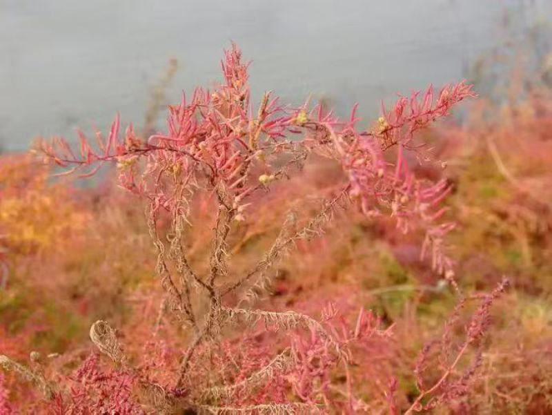碱蓬草种子盐碱地蓬沙地荒地耐盐碱治理土壤改良土地