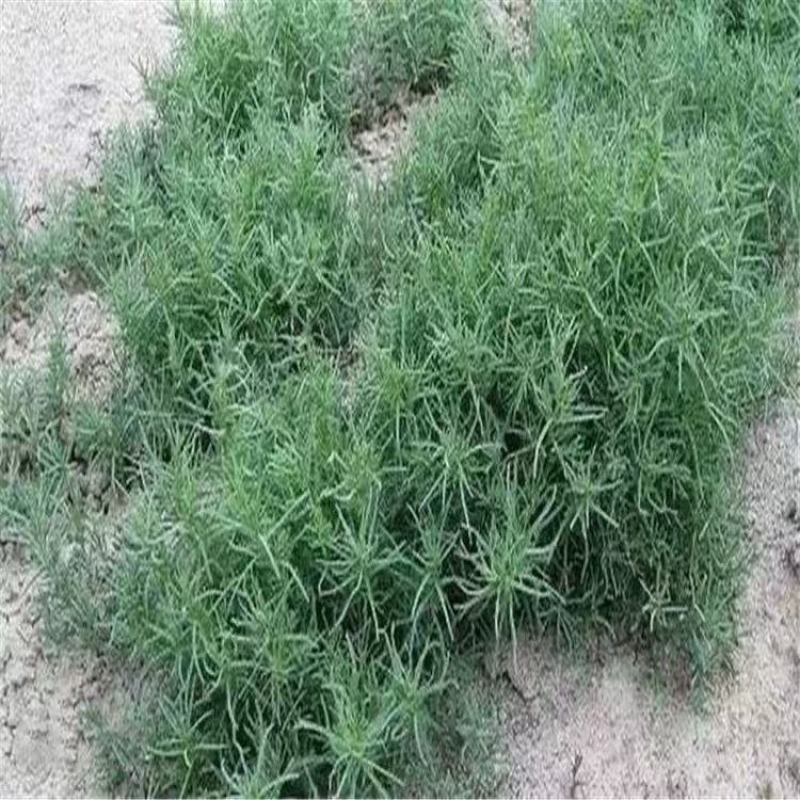碱蓬草种子盐碱地蓬沙地荒地耐盐碱治理土壤改良土地