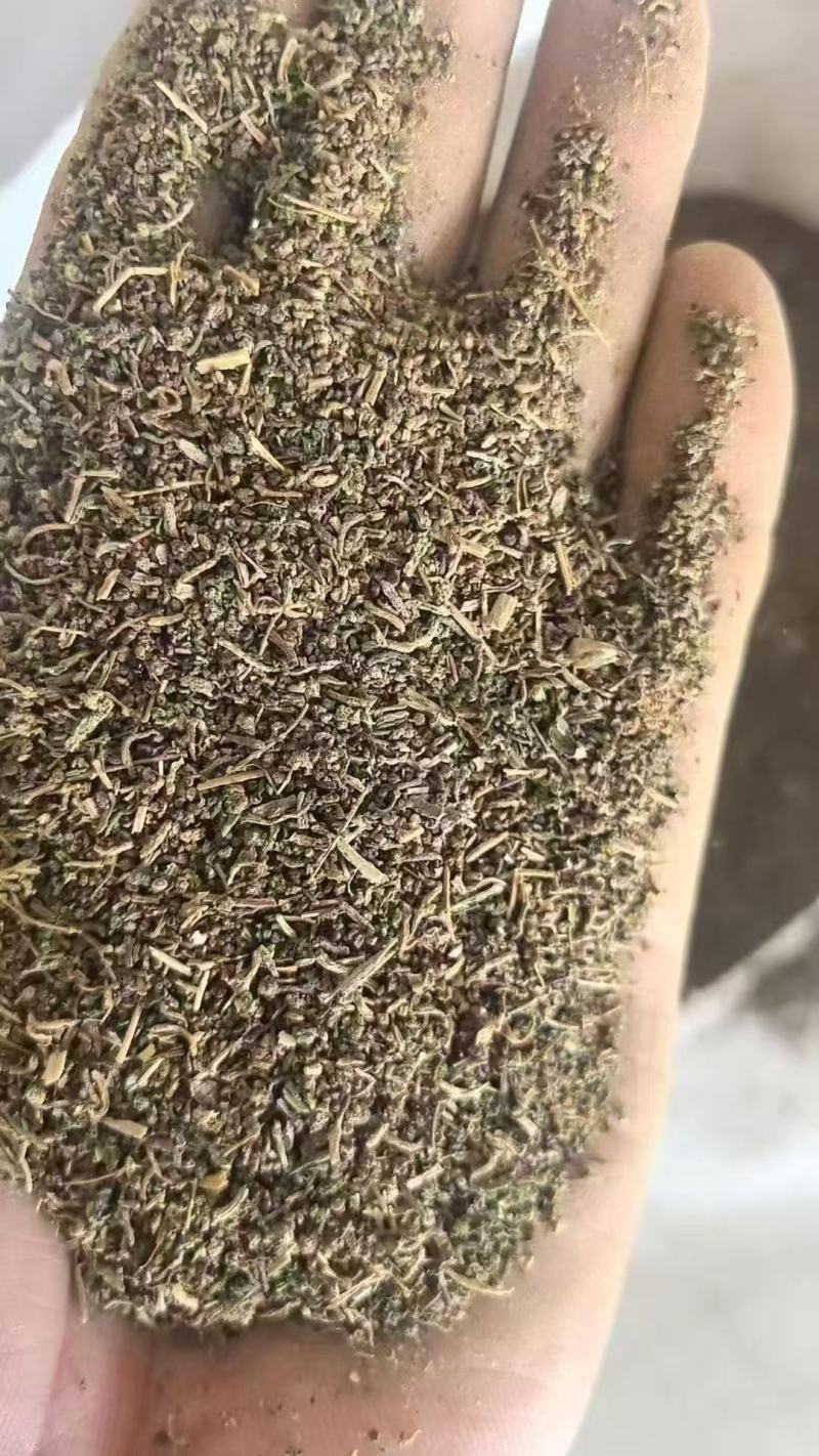碱蓬草种子盐碱地蓬沙地荒地耐盐碱治理土壤改良土地