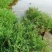 碱蓬草种子盐碱地蓬沙地荒地耐盐碱治理土壤改良土地