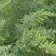 碱蓬草种子盐碱地蓬沙地荒地耐盐碱治理土壤改良土地