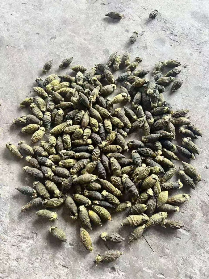 越南干槟榔