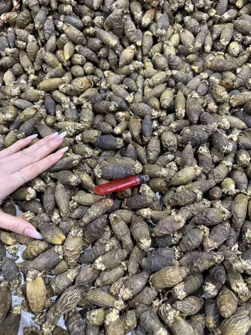 越南干槟榔