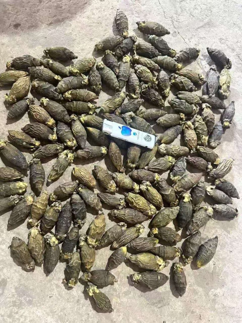 越南干槟榔