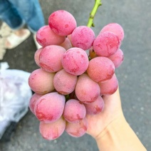 妮娜皇后，成都龙泉出货