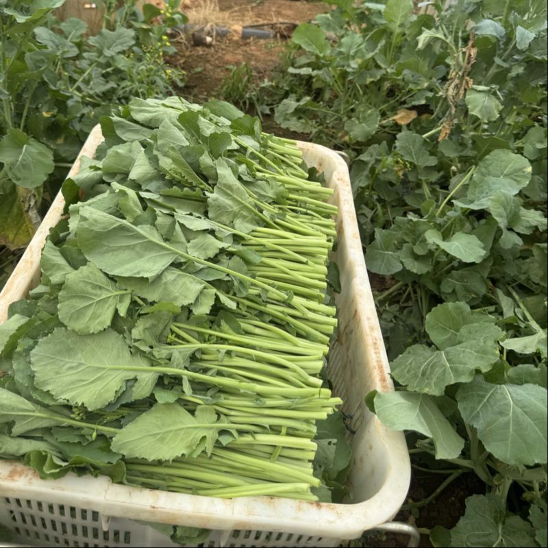 板蓝根青菜