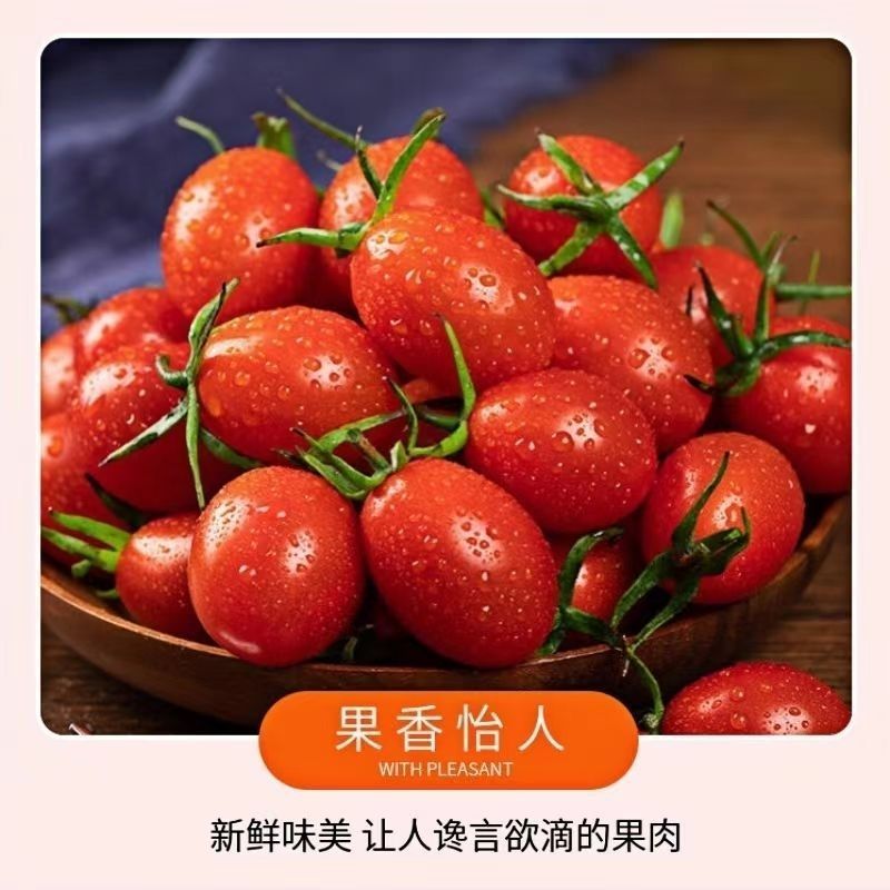西红柿小番茄圣女果产地专业整车代办，对接一件代发。
