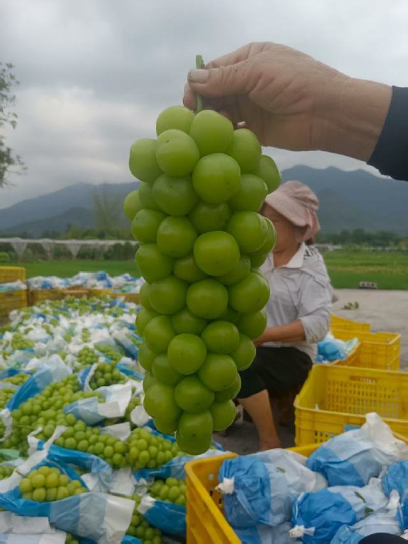 桂林兴安阳光玫瑰已经大量成熟上市，欢迎老板来电，