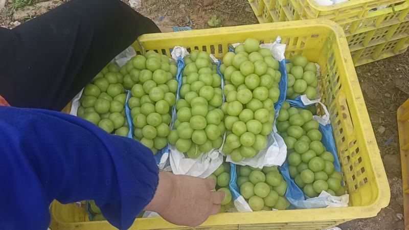 桂林兴安阳光玫瑰已经大量成熟上市，欢迎老板来电，