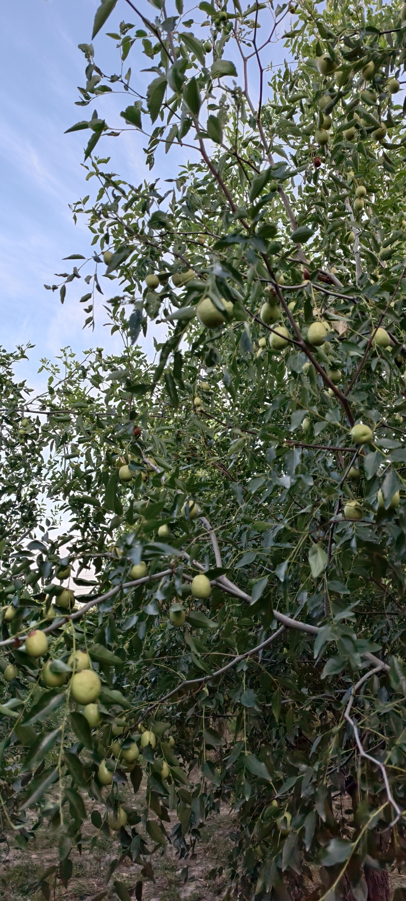 成品枣树