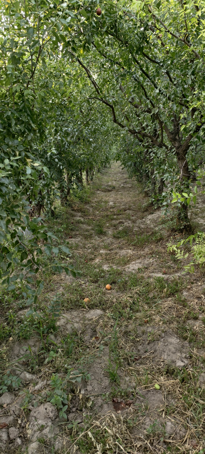 成品枣树