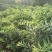 川黄精不倒苗种子