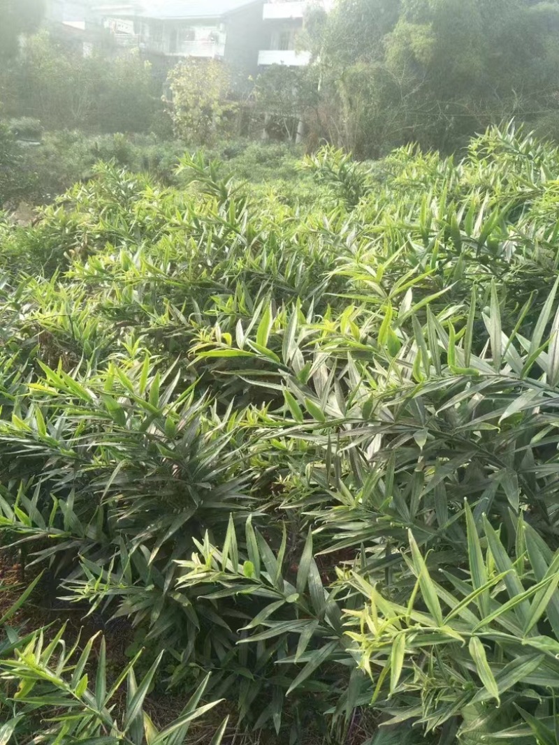 川黄精不倒苗种子