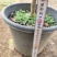 夏日七星茶花