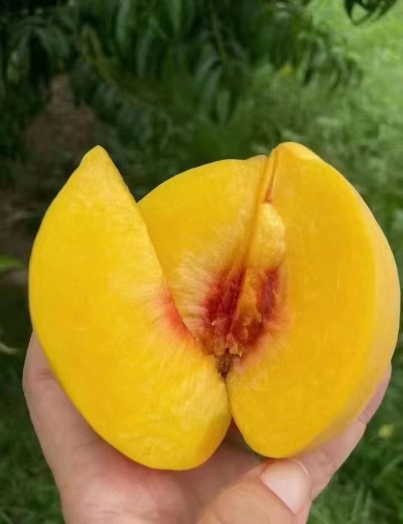 黄桃大量上市