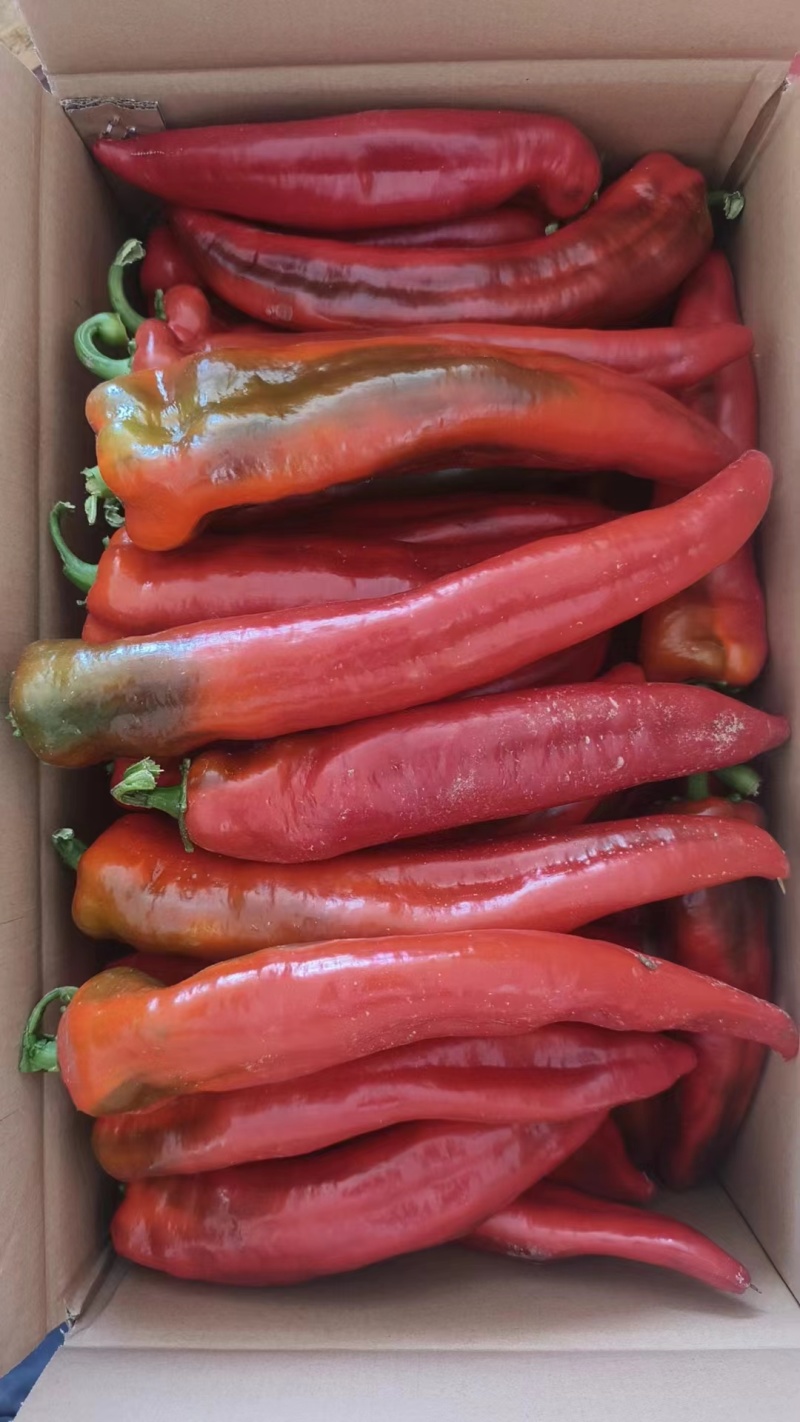 【精品红椒】大量有货，产地直发