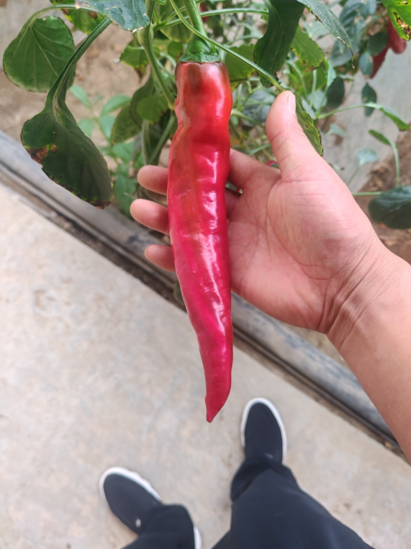 【精品红椒】大量有货，产地直发