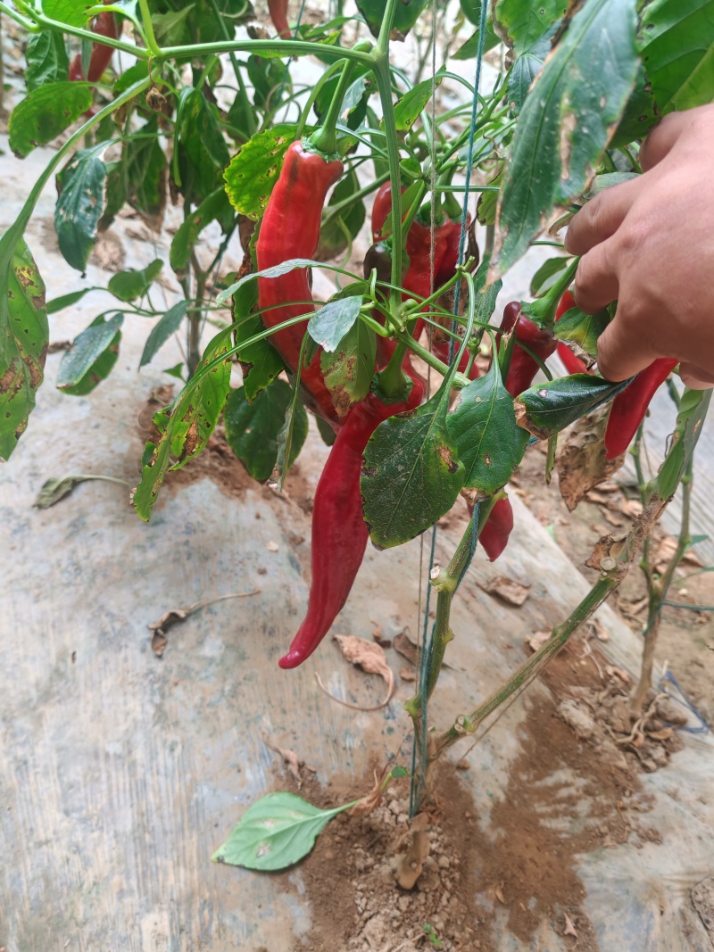 【精品红椒】大量有货，产地直发