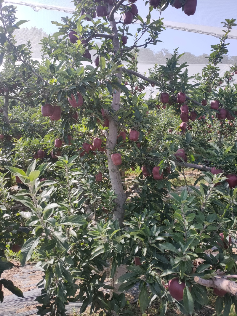 甘肃天水花牛苹果
