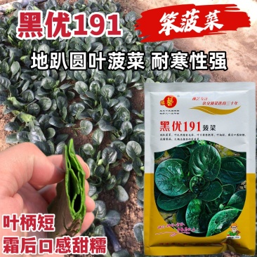 豫艺黑优191菠菜种子黑油亮圆叶趴地菠菜种籽耐寒地趴菠菜