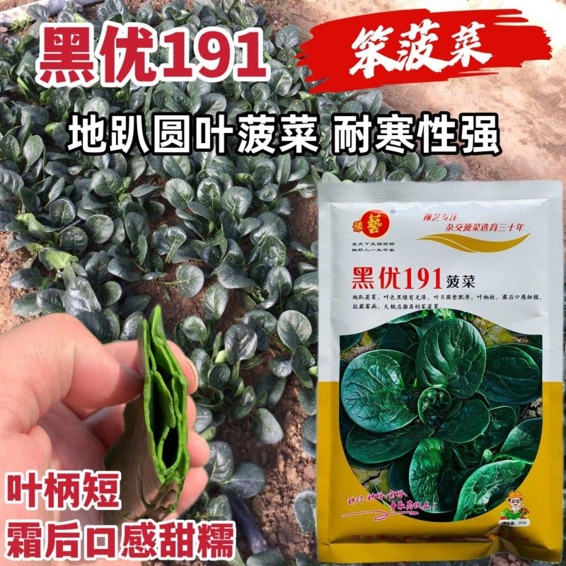 豫艺黑优191菠菜种子黑油亮圆叶趴地菠菜种籽耐寒地趴菠菜