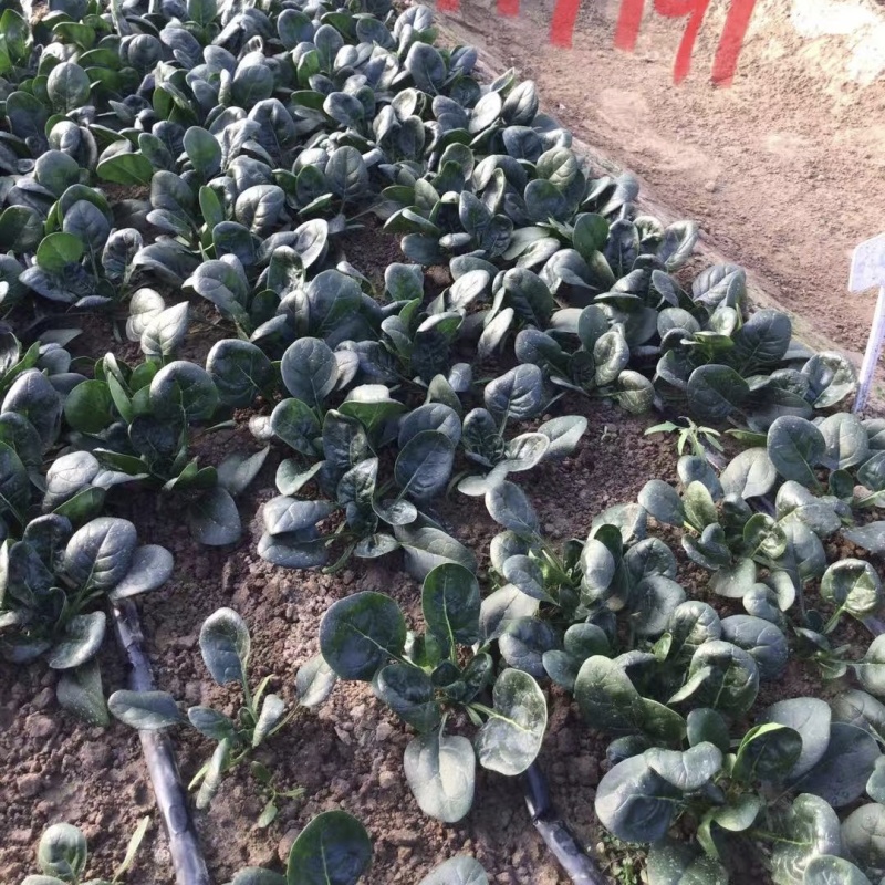 豫艺黑优191菠菜种子黑油亮圆叶趴地菠菜种籽耐寒地趴菠菜