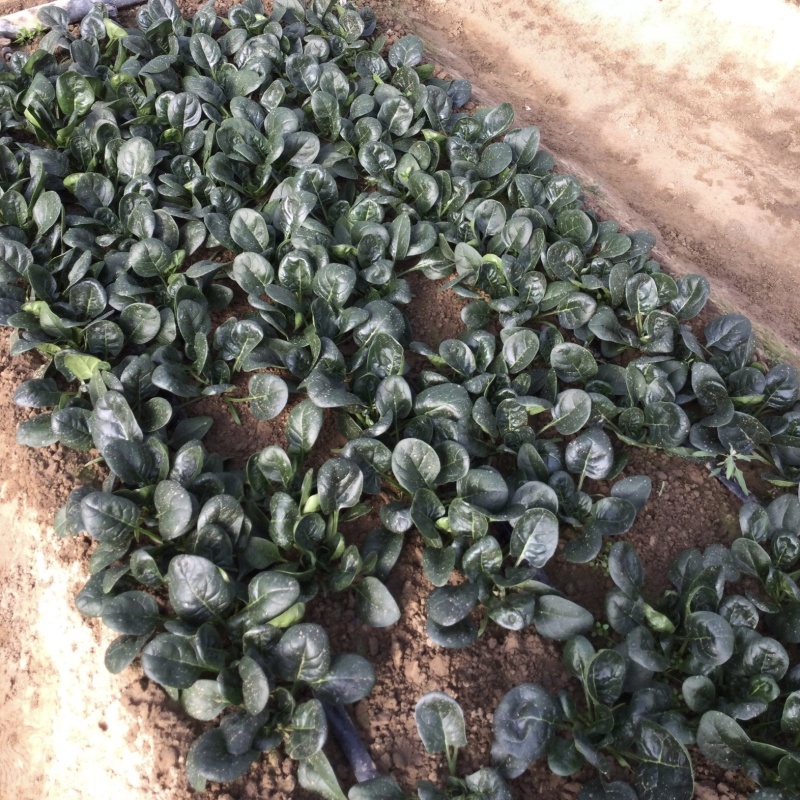 豫艺黑优191菠菜种子黑油亮圆叶趴地菠菜种籽耐寒地趴菠菜