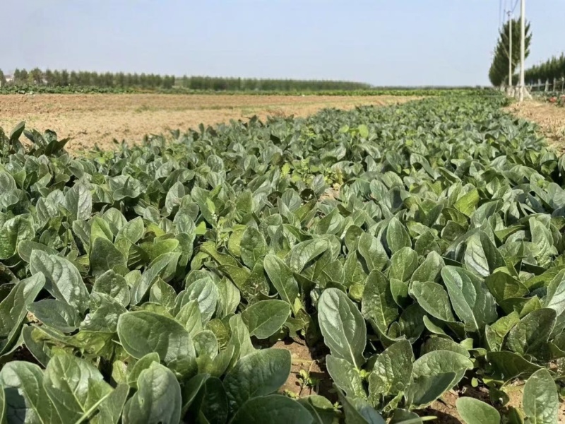 豫艺黑优191菠菜种子黑油亮圆叶趴地菠菜种籽耐寒地趴菠菜