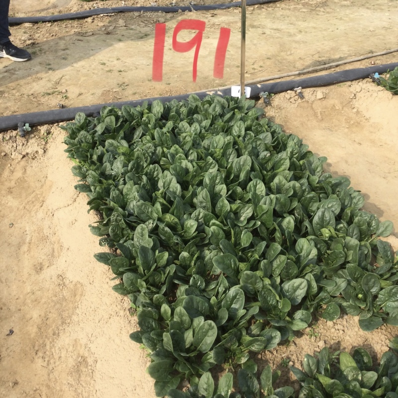 豫艺黑优191菠菜种子黑油亮圆叶趴地菠菜种籽耐寒地趴菠菜
