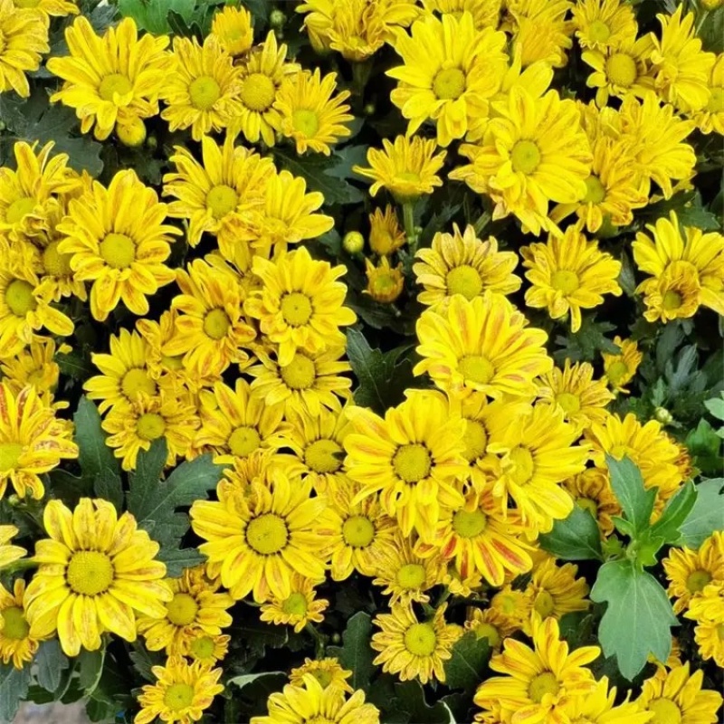 菊花，大菊花，一手货源，基地直发，大量供应