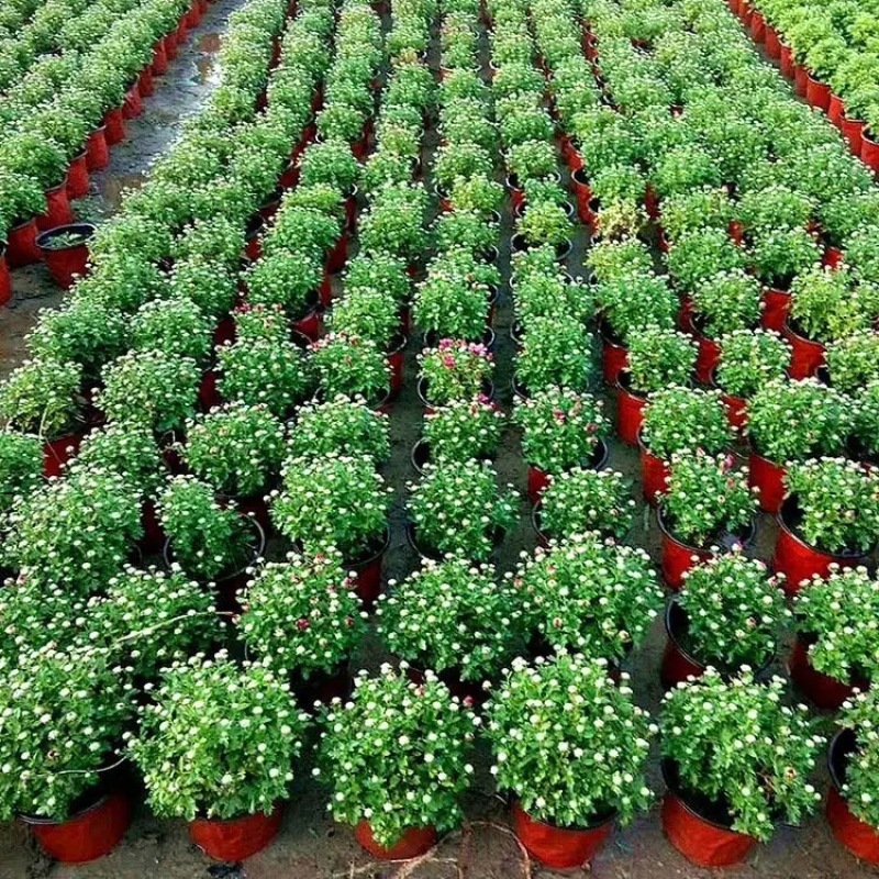 菊花，大菊花，一手货源，基地直发，大量供应