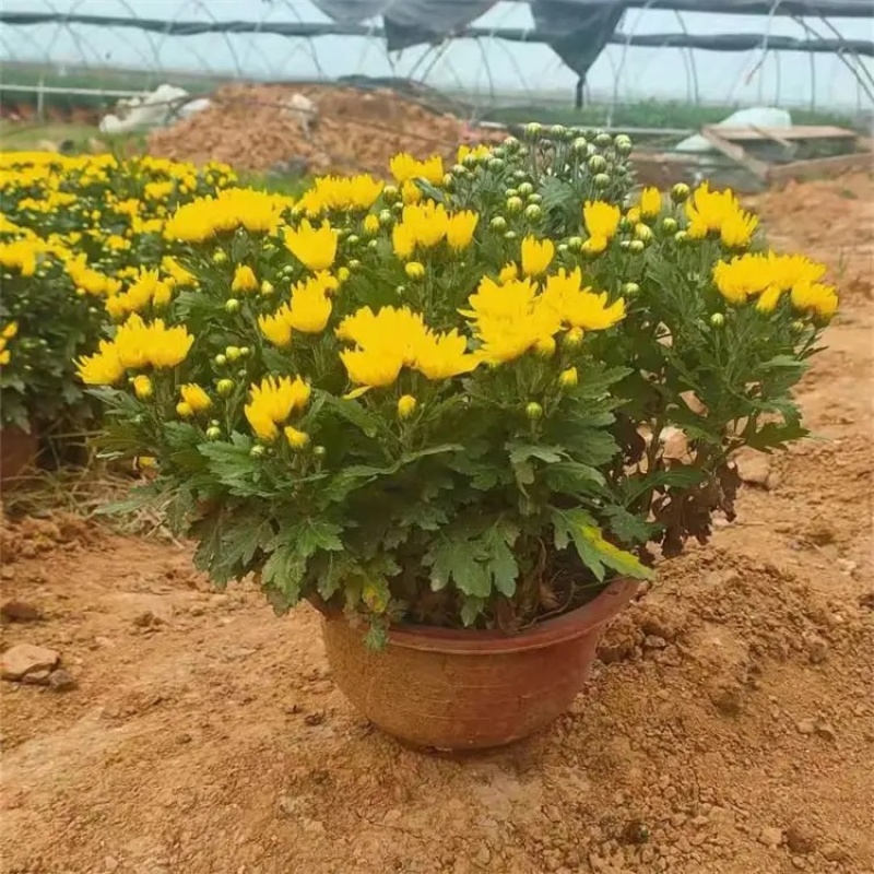 菊花，大菊花，一手货源，基地直发，大量供应