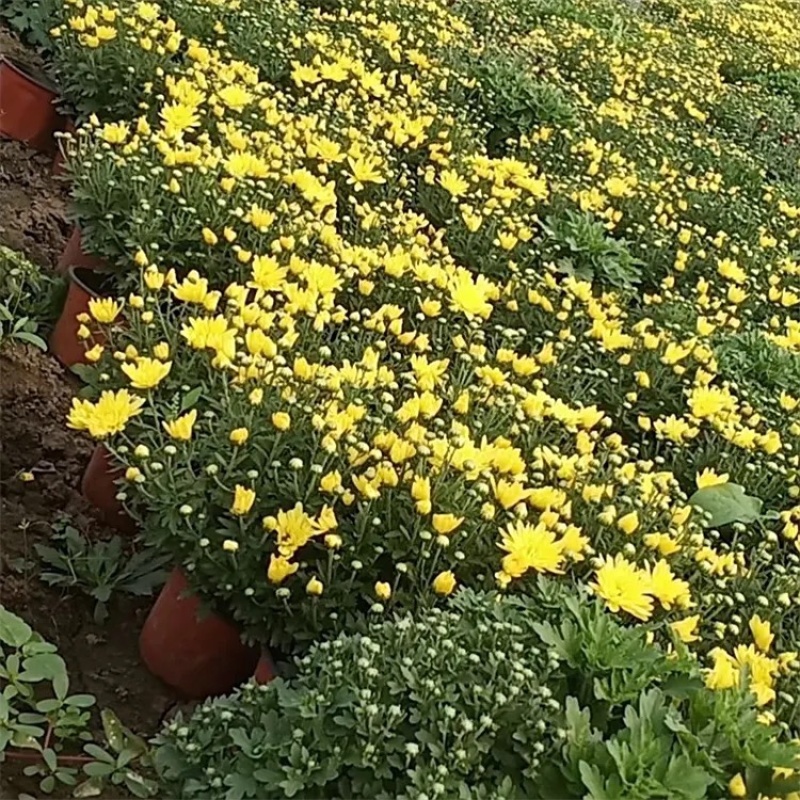 菊花，大菊花，一手货源，基地直发，大量供应