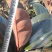 盆景黄金榕一米到一米六