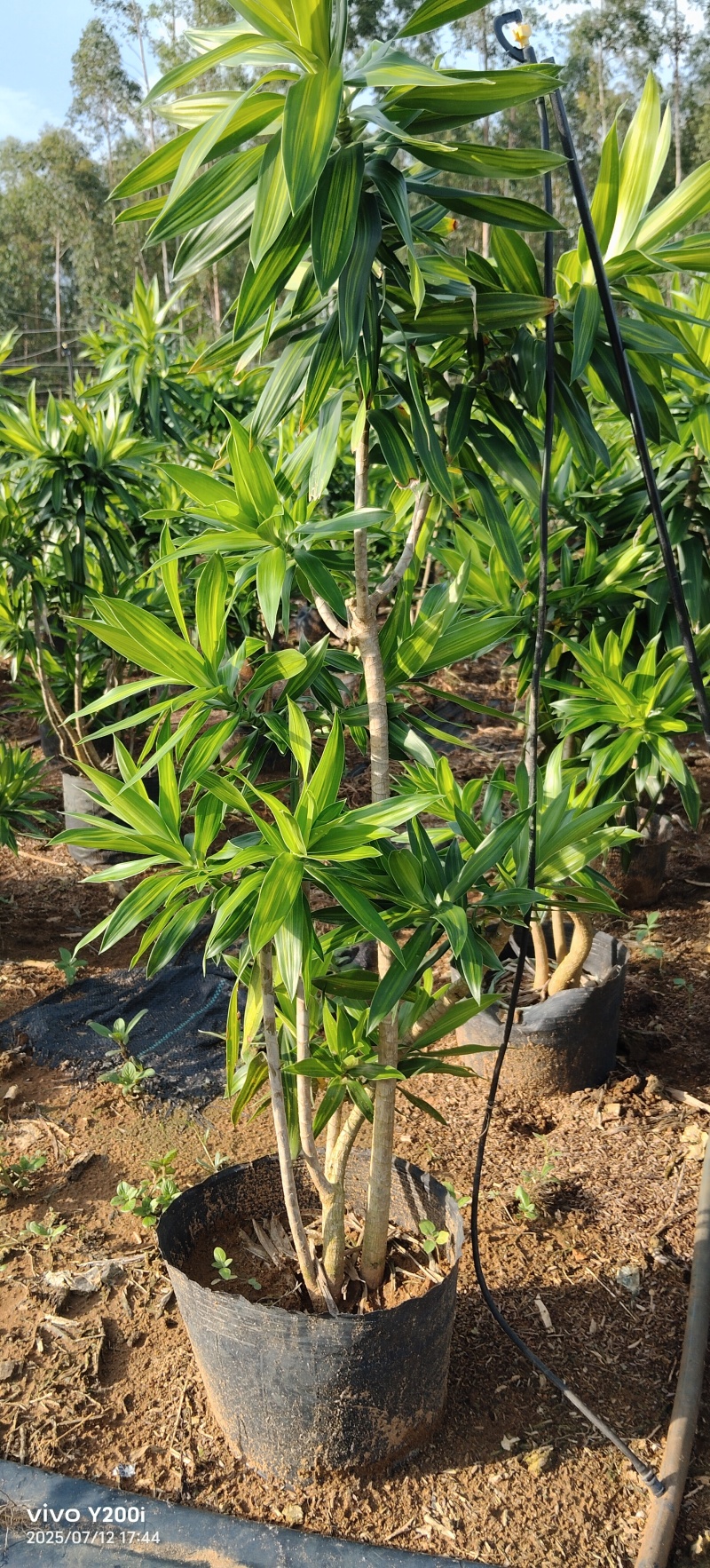 盆景黄金榕一米到一米六