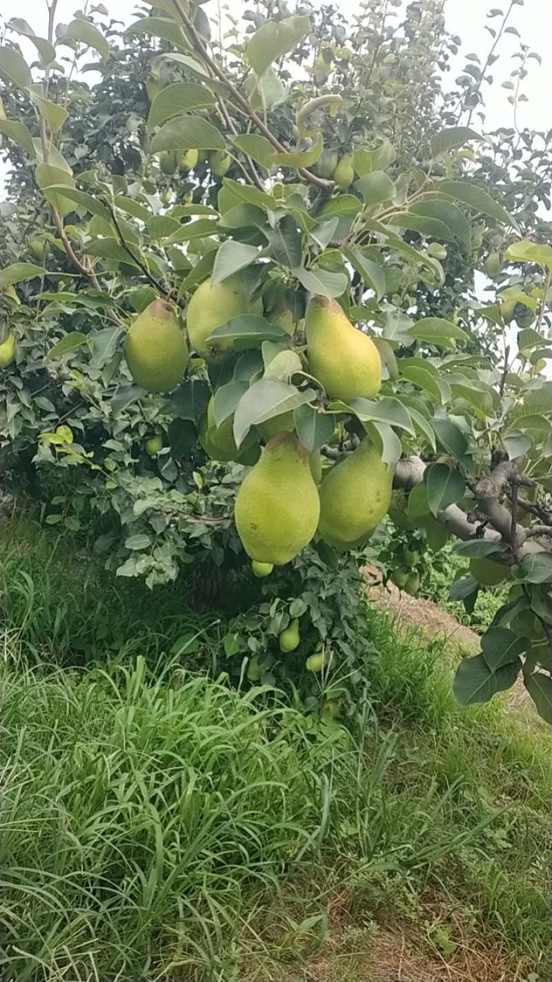 河北唐山贵妃梨大量上市大小车都有货有需要的老板联系