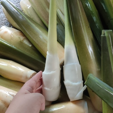 麒麟区双季茭白