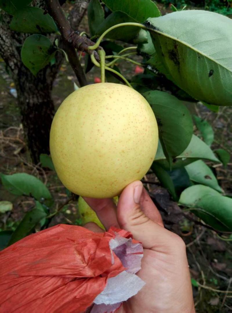 黄冠梨