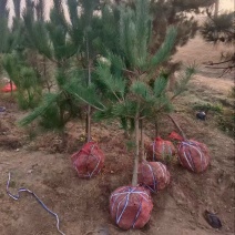 油松基地，园林绿化，河北苗圃