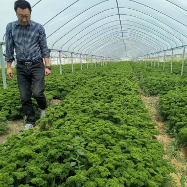 欧芹法香全年稳定供应鲜品干品