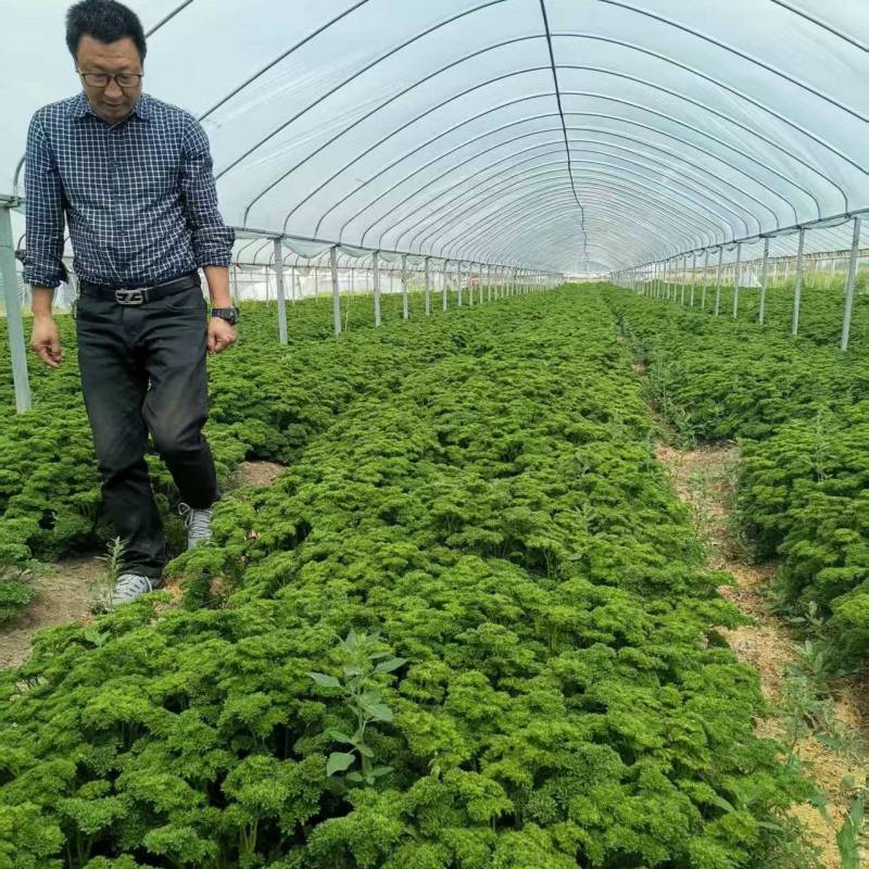 欧芹法香全年稳定供应鲜品干品