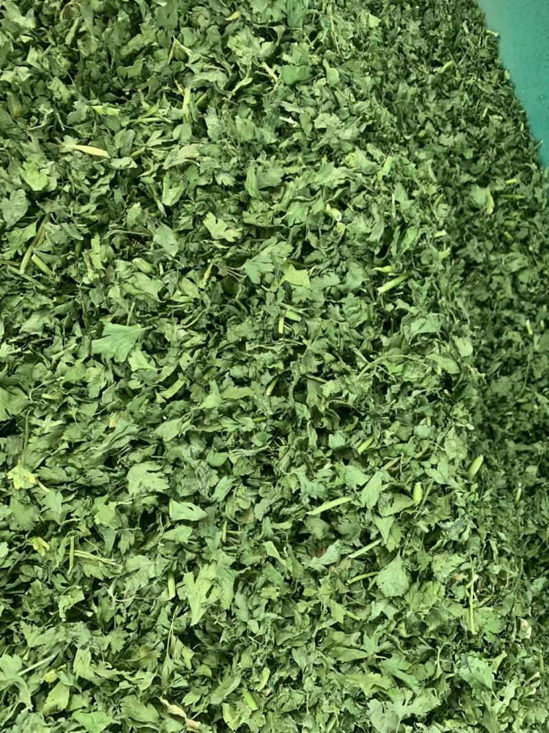 欧芹法香全年稳定供应鲜品干品