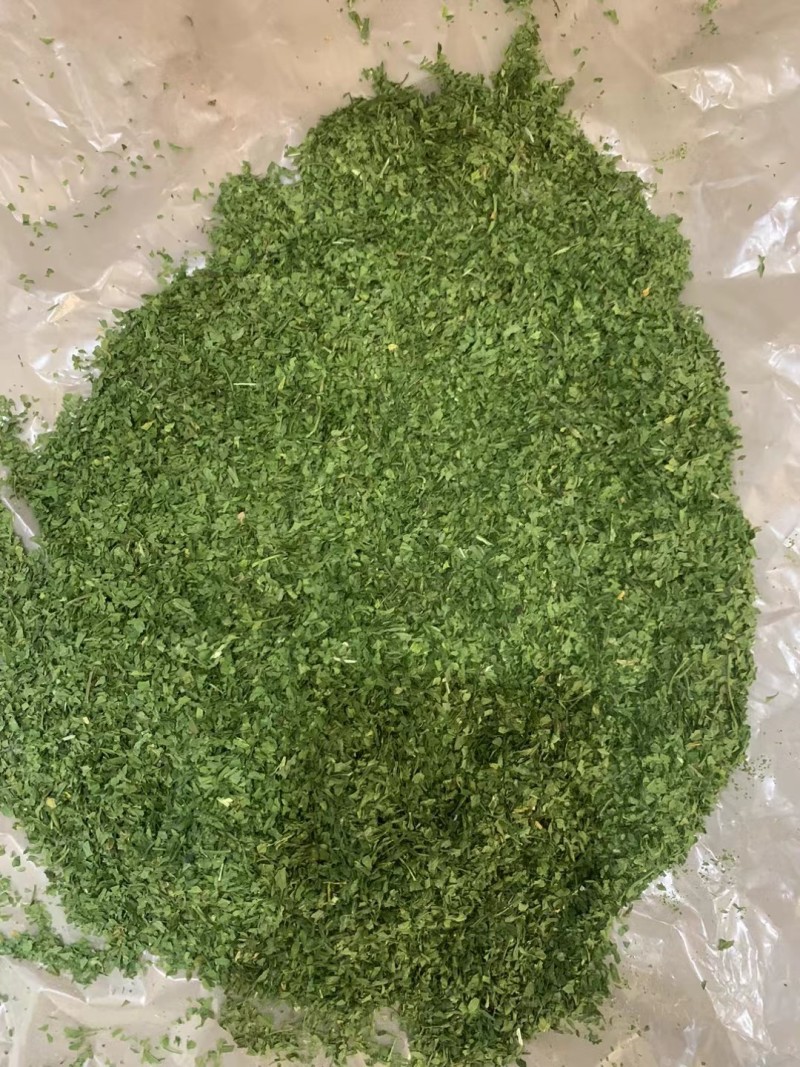 欧芹法香全年稳定供应鲜品干品