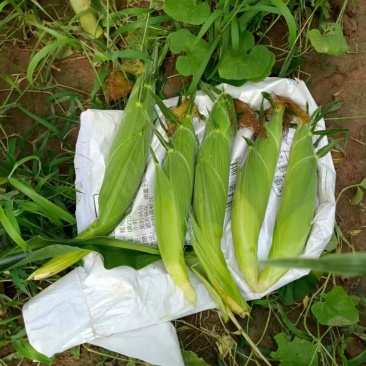鲜食甜玉米上市