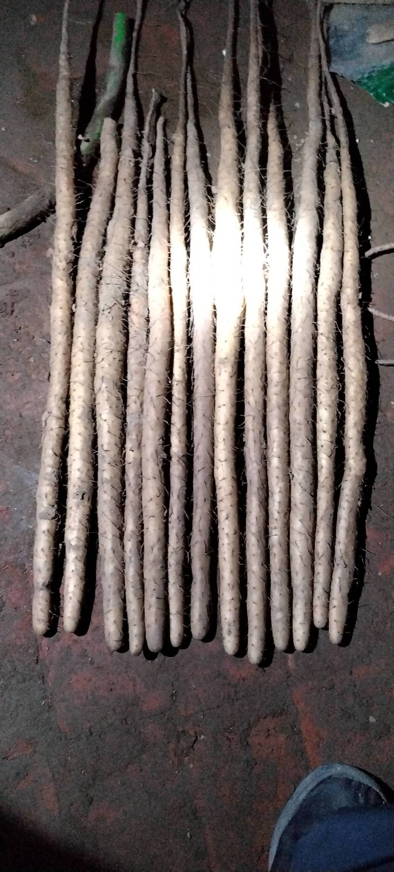 小白嘴山药大货