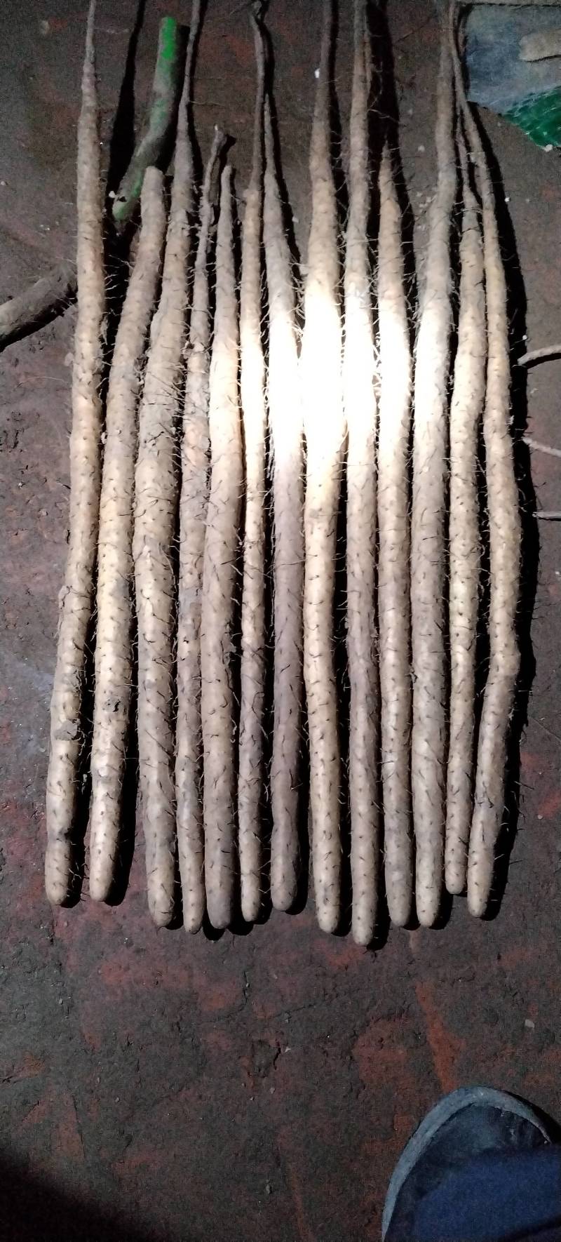 小白嘴山药大货